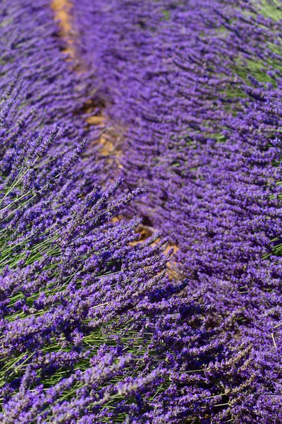 Campo de lavanda — Fotografia de Stock