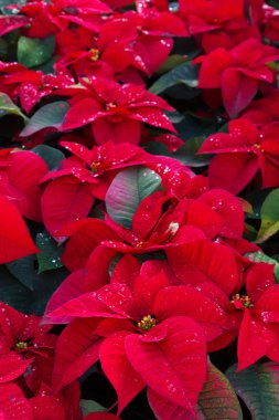 Poinsetia çiçek