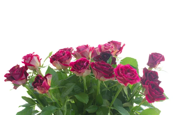 Border of red and pink roses — Stock Photo, Image