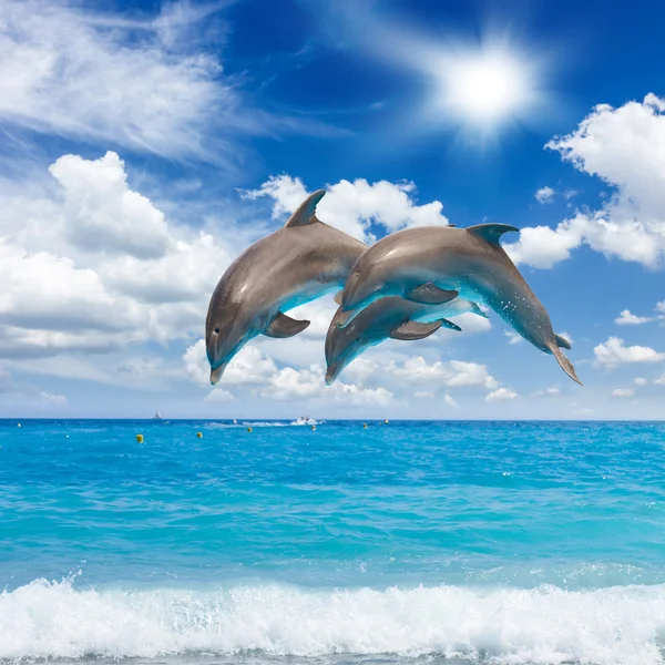 Drei springende Delfine — Stockfoto
