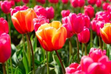 Ünlü Hollandalı turuncu lale tarlası güneşli bir günde mavi gökyüzü