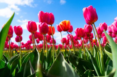 Ünlü Hollandalı turuncu lale tarlası güneşli bir günde mavi gökyüzü