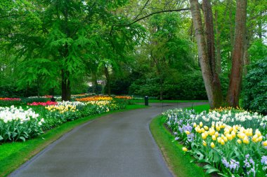 Lale bahçesinde renkli bir patika, gür bir ortamda canlı çiçekler sergiliyor, ziyaretçileri keşfetmeye davet ediyor.
