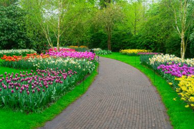 Lale bahçesinde renkli bir patika, gür bir ortamda canlı çiçekler sergiliyor, ziyaretçileri keşfetmeye davet ediyor.