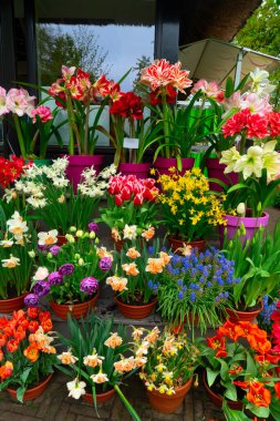 İlkbaharda lale, nergis ve sümbüller gibi canlı çiçekler açar ve havayı hoş kokularla doldurur.