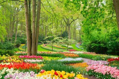 Lale bahçesinde renkli bir patika, gür bir ortamda canlı çiçekler sergiliyor, ziyaretçileri keşfetmeye davet ediyor.