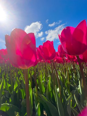 Pembe laleler mavi gökyüzü, güneşe doğru uzanan canlı bir alan, parlak yeşil yapraklar, uzun yeşil saplar, parlak bahar havası, kapalı zemin perspektifi