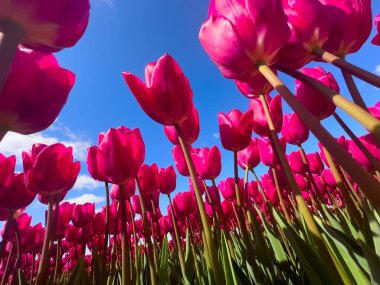 Düşük açılı pembe laleler. Mavi gökyüzü, güneşe doğru uzanan canlı bir alan. Işıklı yapraklar, uzun yeşil saplar, parlak bahar havası.