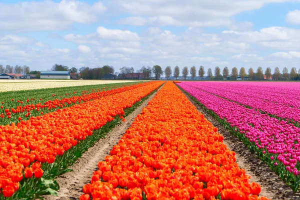 Ünlü Hollandalı turuncu lale tarlası güneşli bir günde mavi gökyüzü