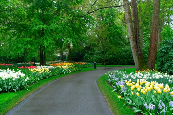 Lale bahçesinde renkli bir patika, gür bir ortamda canlı çiçekler sergiliyor, ziyaretçileri keşfetmeye davet ediyor.