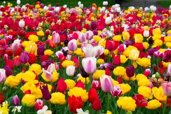 Ünlüsü Hollandalı kırmızı lale alan satırları mavi gökyüzü ile güneşli gün ile