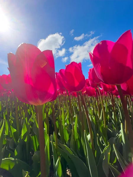Pembe laleler mavi gökyüzü, güneşe doğru uzanan canlı bir alan, parlak yeşil yapraklar, uzun yeşil saplar, parlak bahar havası, kapalı zemin perspektifi