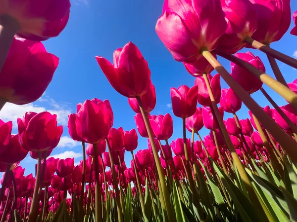 Düşük açılı pembe laleler. Mavi gökyüzü, güneşe doğru uzanan canlı bir alan. Işıklı yapraklar, uzun yeşil saplar, parlak bahar havası.