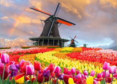 Hollanda, güneşli bir günde lale çiçeklerinin üzerinde geleneksel yel değirmeni