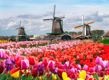 Hollanda, güneşli bir günde lale çiçeklerinin üzerinde geleneksel yel değirmeni