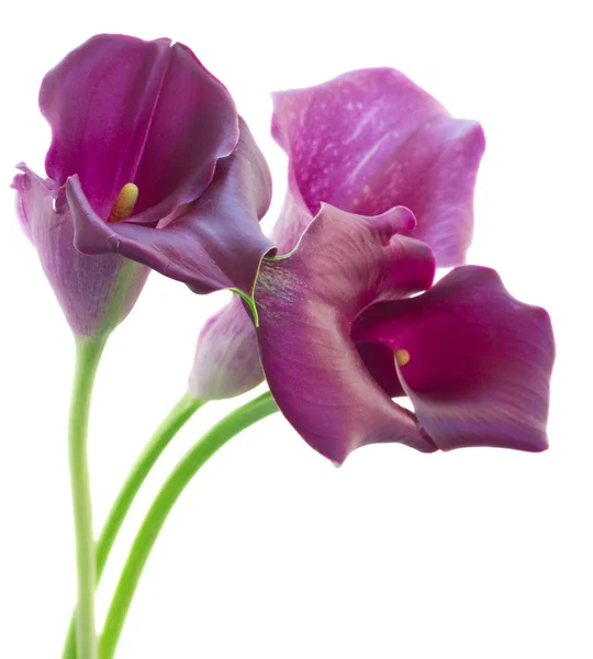 Calla-Lilie — Stockfoto