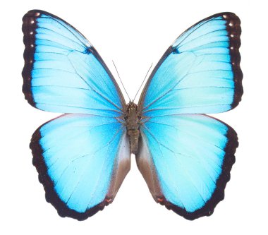 morpho butterfly clipart