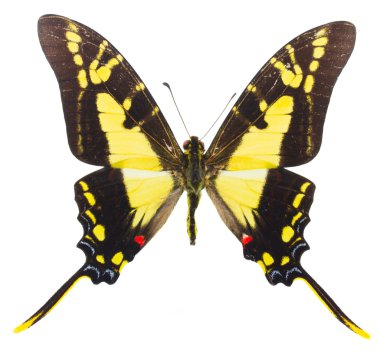 Protographium thyastes kelebek