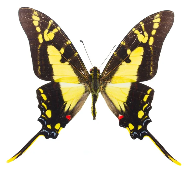 Protographium thyastes mariposa — Foto de Stock