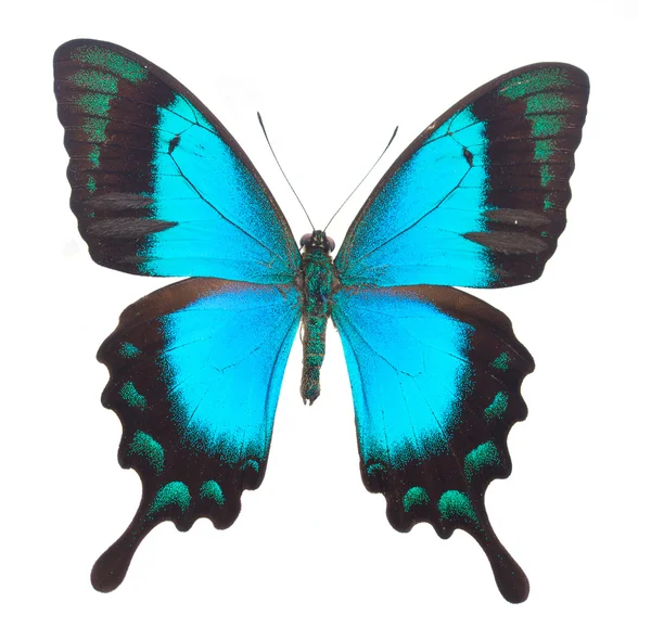 Mariposa cola de golondrina verde mar — Foto de Stock