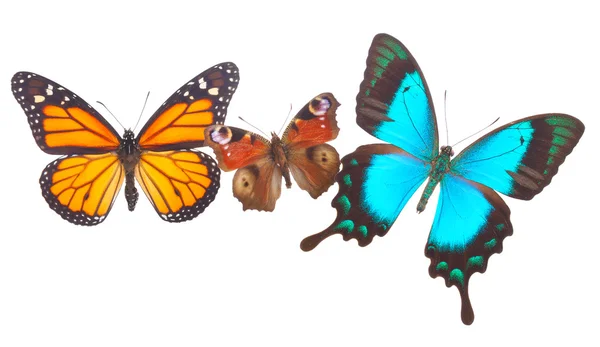 Pavo real, monarca y mariposas cola de golondrina verde mar — Foto de Stock