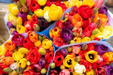 Lale çiçek, sarı ve pembe, kimden Hollanda Amsterdam çiçek pazarı Satılık