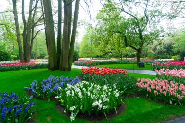 Lale bahçesinde renkli bir patika, gür bir ortamda canlı çiçekler sergiliyor, ziyaretçileri keşfetmeye davet ediyor.