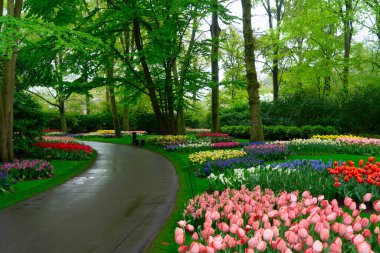 Lale bahçesinde renkli bir patika, gür bir ortamda canlı çiçekler sergiliyor, ziyaretçileri keşfetmeye davet ediyor.