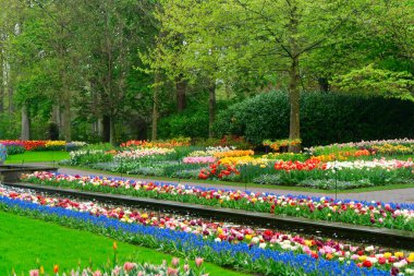 Lale bahçesinde renkli bir patika, gür bir ortamda canlı çiçekler sergiliyor, ziyaretçileri keşfetmeye davet ediyor.