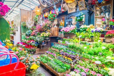 Paris çiçek pazarı Cite Adası, Paris Fransa 'da taze saksılar