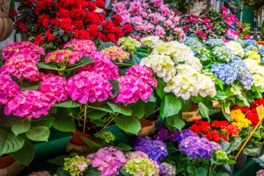 Paris çiçek pazarı Hortensiya ile taze saksılar Cite adasında, Paris Fransa