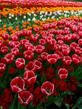 Ünlüsü Hollandalı çok renkli Lale alan satırları mavi gökyüzü ile güneşli gün ile