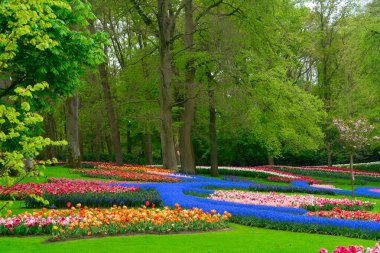 Lale bahçesinde renkli bir bahar, gür bir ortamda canlı çiçekler sergiliyor, ziyaretçileri gezmeye davet ediyor.