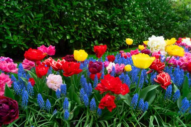 canlı lale ve muscari halısı çok renkli bahar çiçeği, kırmızı, sarı, pembe ve beyaz lalelerin yoğun karışımı mavi üzümlü sümbüller, ranunculus