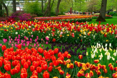 Güneşli bir günde mavi gökyüzü olan ünlü Hollanda lale tarlası
