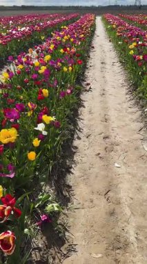 Güneşli bir günde mavi gökyüzü olan ünlü çok renkli lale sahası
