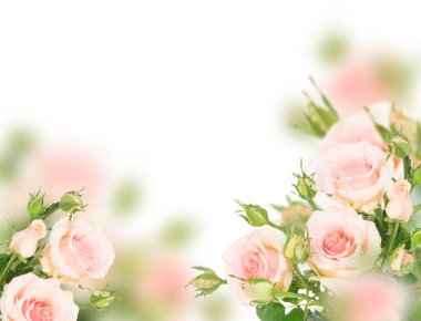 Beyaz arka planda yeşil yapraklı pembe çiçek tomurcukları.