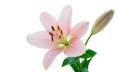 Hassas pembe zambaklar beyaz, yumuşak stüdyo ışıkları benekli taç yaprakları ve polen dolgulu pullar, taze yeşil saplar ve ince gölgeler sükunet yaratır