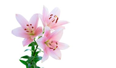 Hassas pembe zambaklar beyaz, yumuşak stüdyo ışıkları benekli taç yaprakları ve polen dolgulu pullar, taze yeşil saplar ve ince gölgeler sükunet yaratır