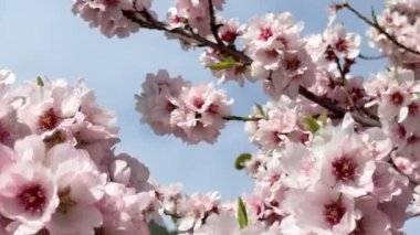 Santiago del Teide, Tenerife 'de badem çiçekli bir bahçe.