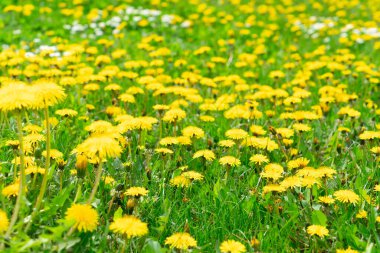 Güneş ışığında sarı karahindiba otlağı, parlak çiçeklerden ve taze yeşil otlardan oluşan geniş bir yatak, çok sayıda çiçek başlarını gösteren yakın plan, yumuşak bokeh