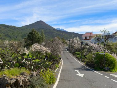 Badem ağacı pembe çiçek, Santiago del Teifde, Tenerife 'de bahar ziyafeti