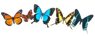 Tropical butterflies row clipart