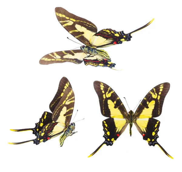 Protographium thyastes mariposa —  Fotos de Stock