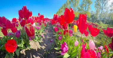 Ünlü Hollandalı çok renkli lale sahası güneşli bir günde mavi gökyüzü