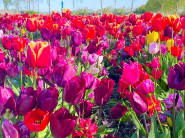 Ünlü Hollandalı çok renkli lale sahası güneşli bir günde mavi gökyüzü