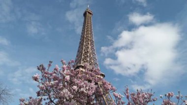 Pembe manolyalı Eyfel Kulesi bahar çiçekleri, Paris, Fransa
