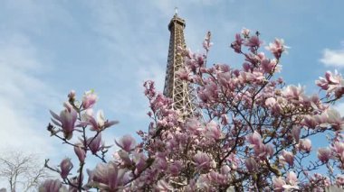 Pembe ve beyaz manolyalı Eyfel Kulesi bahar çiçekleri, Paris, Fransa