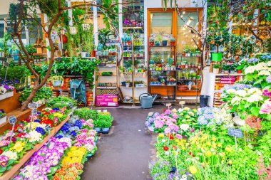 Paris çiçek pazarı Cite Adası, Paris Fransa 'da taze saksılar