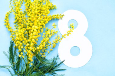 Mimosa sarı çiçekleri narin mavi bahar arka planında, 8 Mart bayram arka planında, mimoz uluslararası kadınların 8 Mart 'taki geleneksel çiçekleridir.